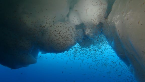 Krill under ice