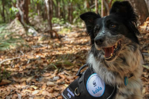 Maya, the koala detection dog