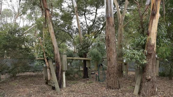 Phillip Island Nature Parks koala enclosure