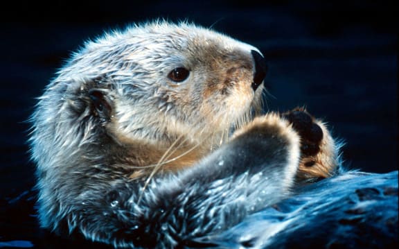 Sea otter in Alaska, USA