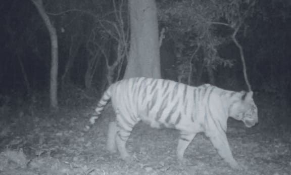 Tigress caught on camera