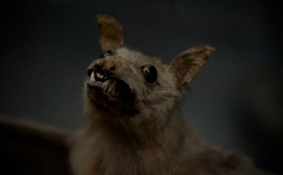 Vampire bat
