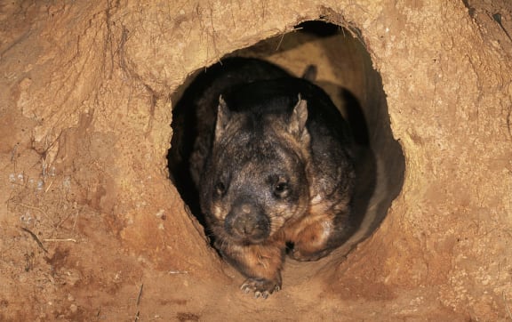 A wombat in its burrow