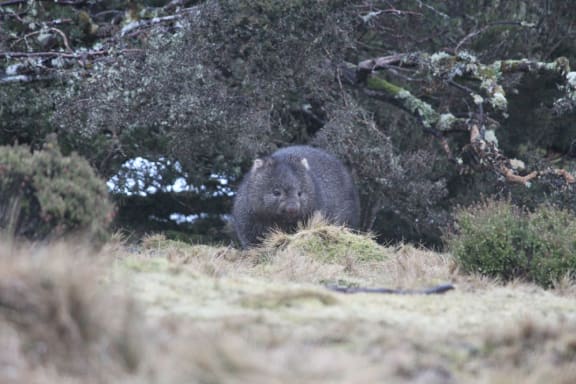 A wombat at the Devils@Cradle conservation facility= Tasmania