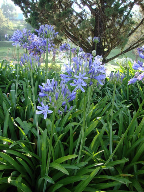 Agapanthus AfricanusWiki Creative Commons