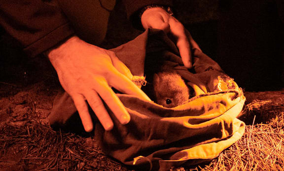 Noongar woylie prepares to find its new home on Guuranda (Yorke Peninsula)