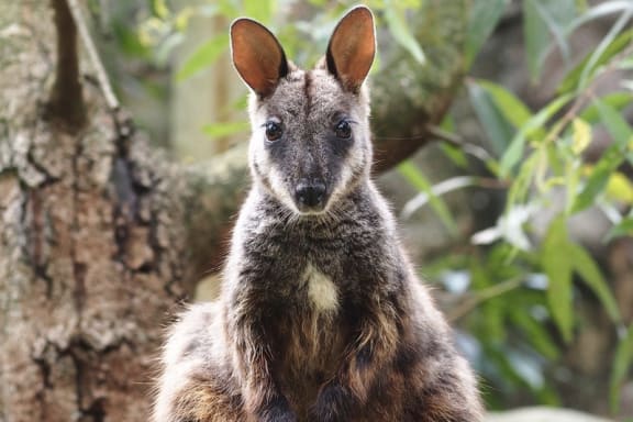 Brush-tailed rock wallaby