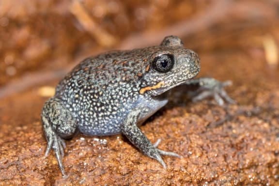 Giant burrowing frog (Heleioporus australiacus) resting on rock