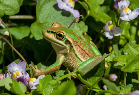 Green and golden bell frog
