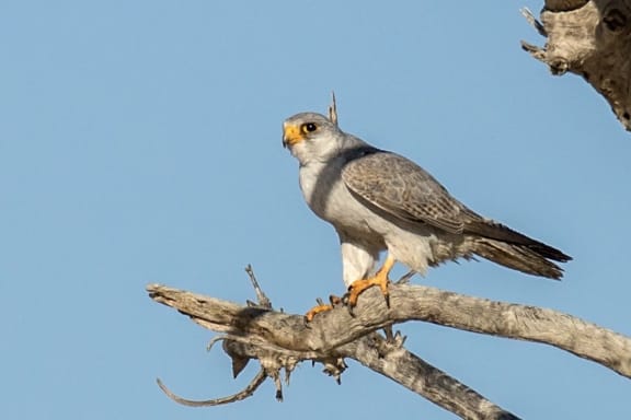 Grey falcon
