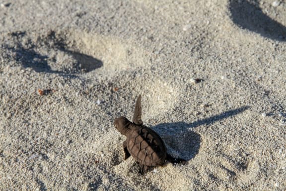 Hawksbill hatchling in Milman Island