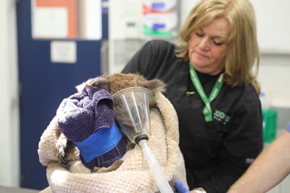 Jennifer Ford with Annie the koala after her bandages are changed