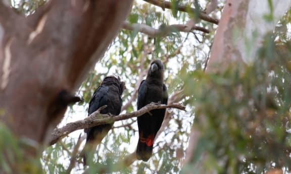 A pair of Kangaroo Island glossy black-cockatoos in unburnt habitat in Cygnet Park= Kangaroo Island= 2020.