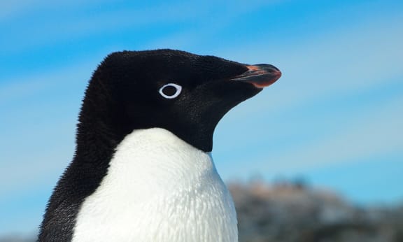 Adélie penguin (Pygoscelis adeliae)= Antarctica