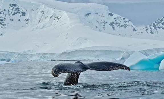 Humpback whale (Megaptera novaeangliae) in Wilhelmina Bay= Antarctica