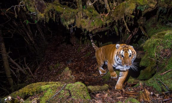 A Bengal tiger photographed by hidden sensor camera in wildlife Corridor Eight= Central Bhutan