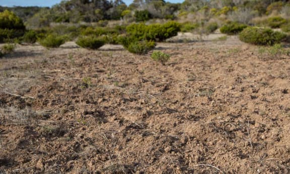 Brush-tailed bettong diggings in Yorke Peninsula