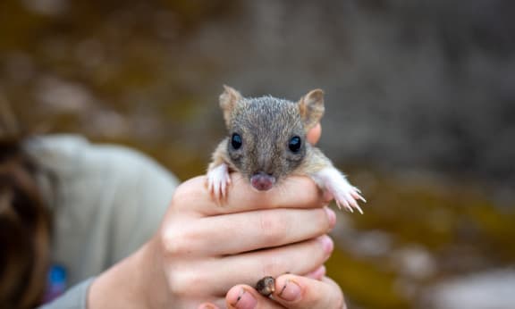 Brush-tailed bettong in hand= Yorke Peninsula