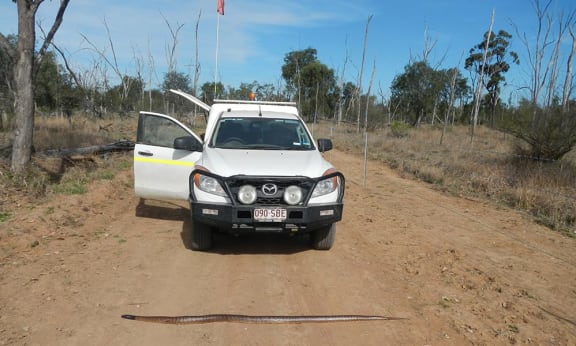 This black-headed python (Aspidites melanocephalus) was discovered dead in central Queensland after being run over by a vehicle. There was large scale clearing in the area at the time.