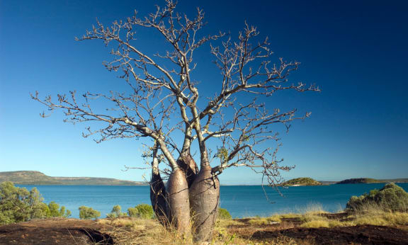 Boab tree in the Kimberley