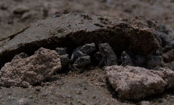 A knot of cane toad metamorphs