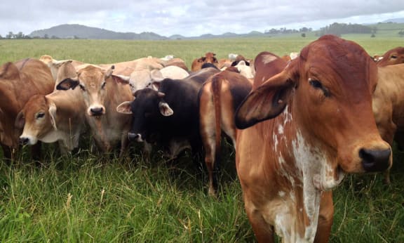 Cattle in Cairns, Australia