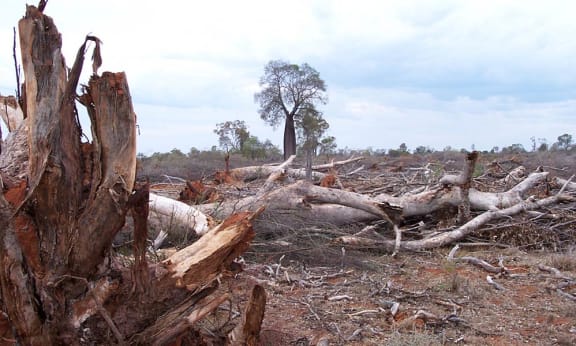 Chained poplar box tree= Augathella= Queensland