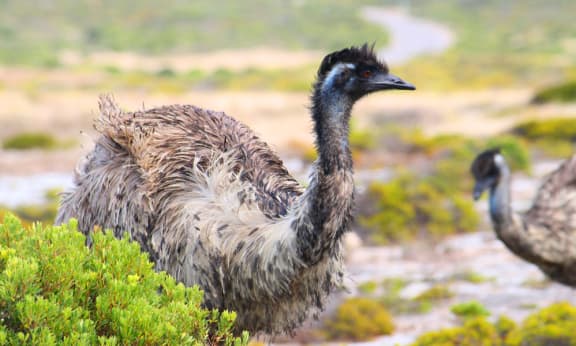 An emu at Innes National Park on the Yorke Peninsula, South Australia