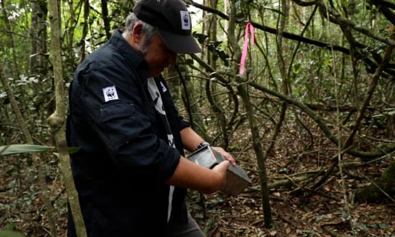 Darren Grover, Head of Healthy Land and Seascapes, WWF-Australia, inspects an Elliot trap - a small aluminium box trap with a foot pedal.