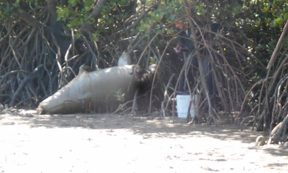 A dead dugong was found among mangroves near Armstrong Beach= south of Mackay on Wednesday 21 September