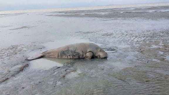 Dugong caught in gill net near Mackay, Queensland, April 2018