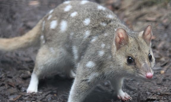Eastern quoll at the Devils@Cradle conservation facility= Cradle Mountain= Tasmania