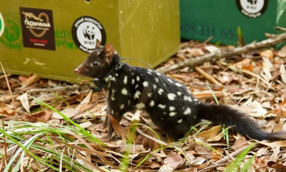 An eastern quoll is released on mainland Australia in March 2018 – the first wild reintroduction attempt for the species since its mainland demise over half a century ago