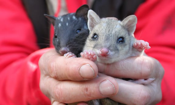 Two eastern quoll joeys at Trowunna Wildlife Park= Tasmania