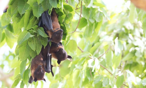 Three flying foxes (also known as fruit bats) hanging from a tree