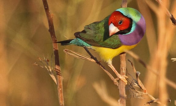 Gouldian finch= near Wyndham= Kimberley