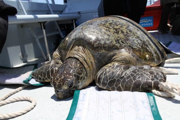140kg green sea turtle in Bowen, Queensland