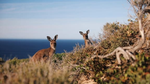 Grey kangaroos peeking out from a bush in Yorke Peninsula