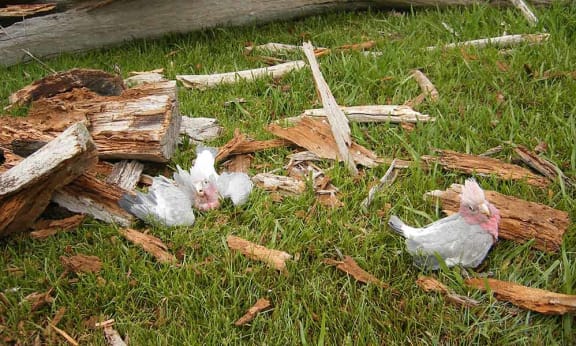 Hollow nesting galahs (Eolophus roseicapilla) injured during tree-clearing= Queensland. These young galahs suffered terrible injuries and had to be euthanised when their hollow tree was felled at Beerwah.