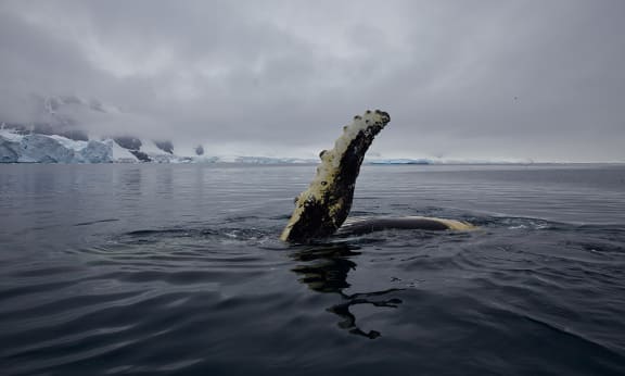 Humpback whale waving its giant pectoral fin swimming in a calm sea next to the researchers. Nico Harbour= at the mouth of Andvord Bay= Antarctica