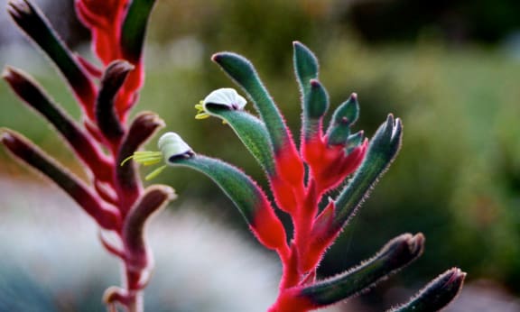 A blooming kangaroo paw