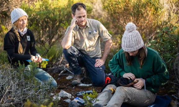 Dr Kita Ashman= Patrick Giumelli and Chloe Frick perform a brush-tailed bettong health check in Yorke Peninsula