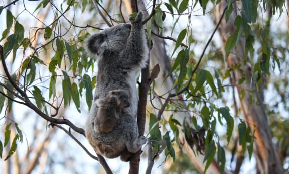 Cute koala baby Petal and mother Blossom climbing eucalyptus tree in Campbelltown= NSW