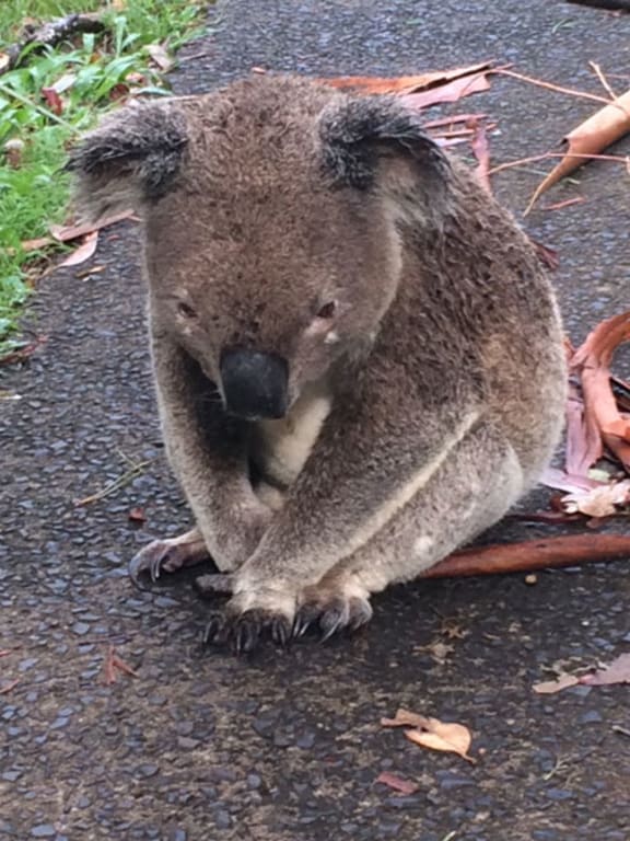 Injured koala on the ground
