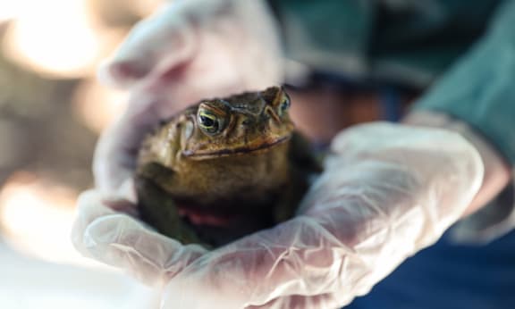 Large cane toad in hand