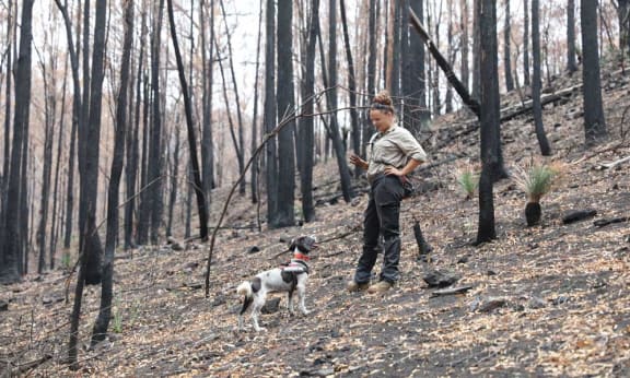 Missy the koala detection dog with Olivia - Director of OWAD Environment