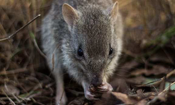 Northern bettong close-up, Queensland