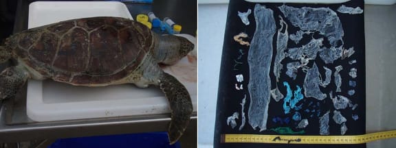 Plastic bag removed from dead turtle