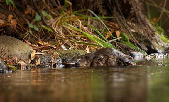 Australian platypus in river
