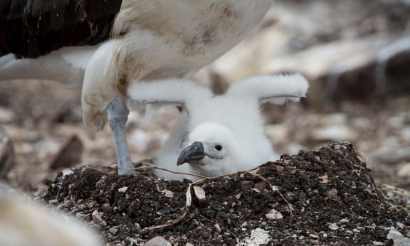 Close up of a shy albatross (Thalassarche cauta) chick expanding its wings on a natural nest= Albatross Island= Tasmania= December 2017